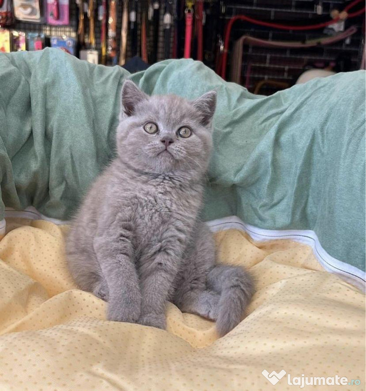 British shorthair puiuți