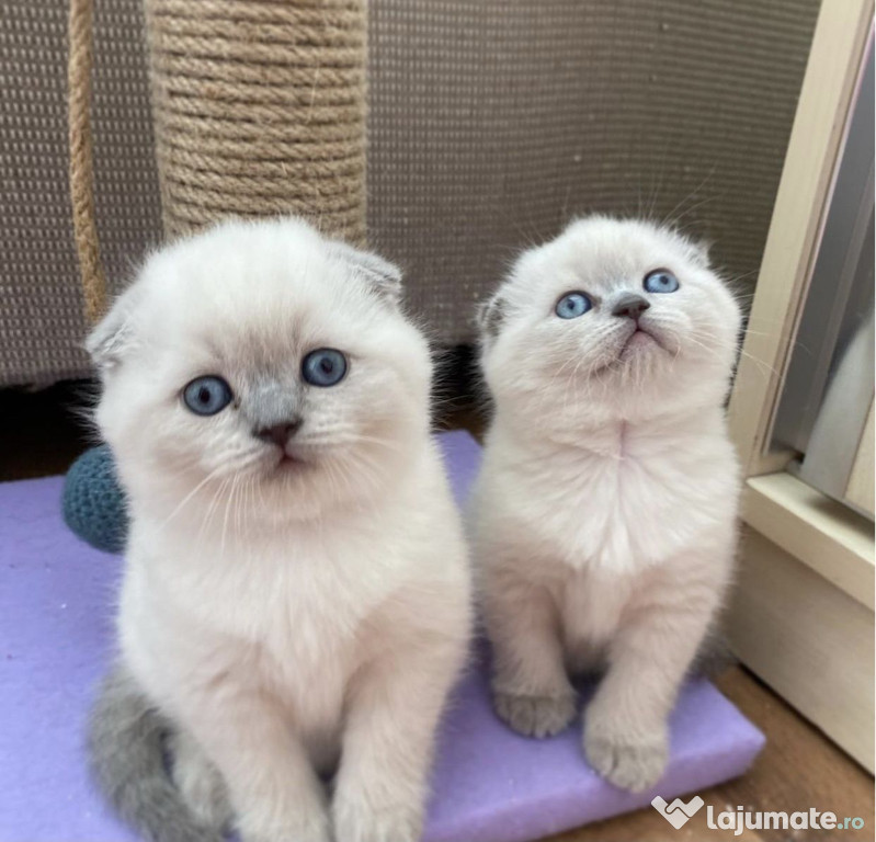 Scottish fold pui