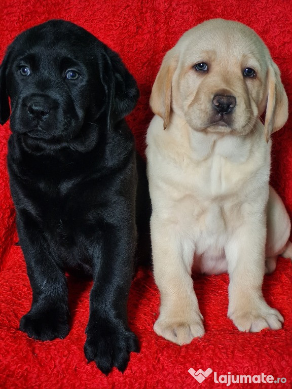 Labrador Retriever Puiuti, Negru si Auriu,Femele