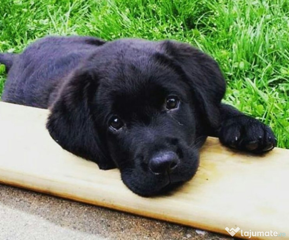 Labrador retriever