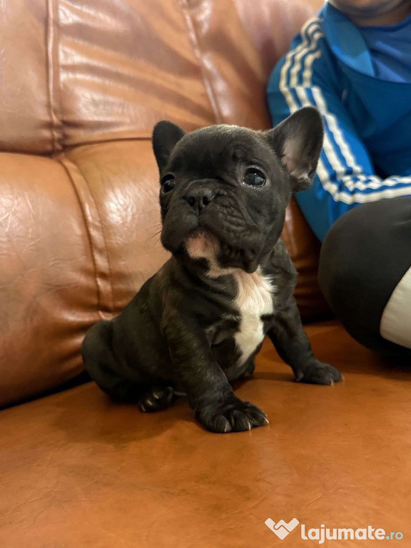 Pui bulldog francez