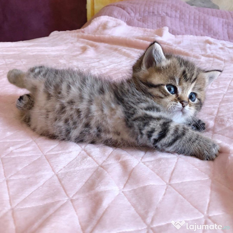 British Shorthair fetițe și băieței