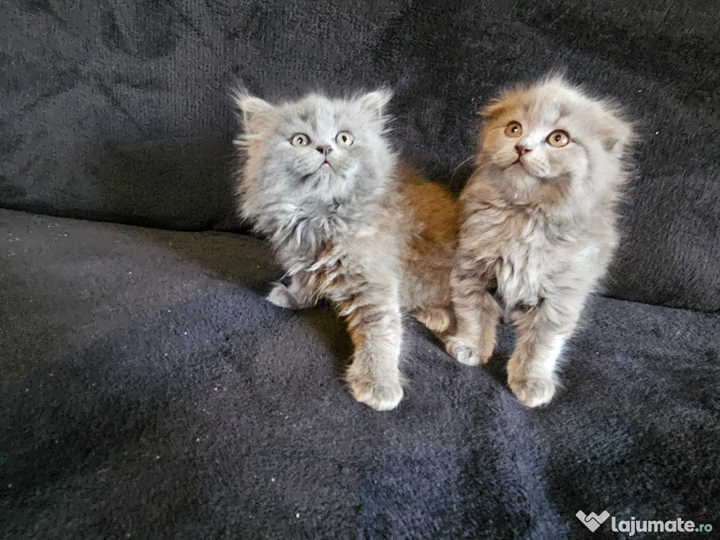 Pisoiasi nascuti pe 7 martie, silver tabby, blue si lila