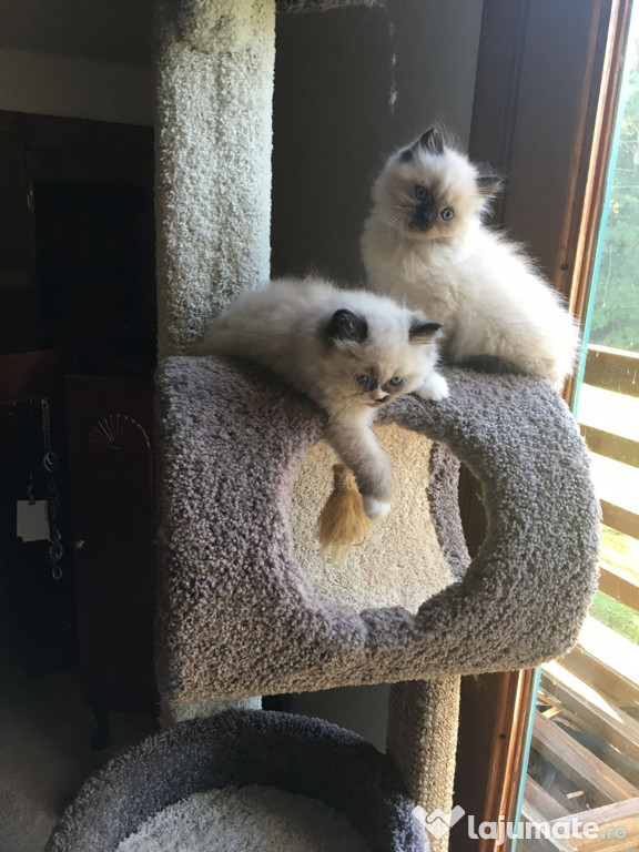 Ragdoll puiuți superbi