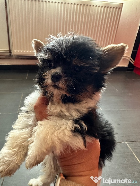 Yorkshire terrier
