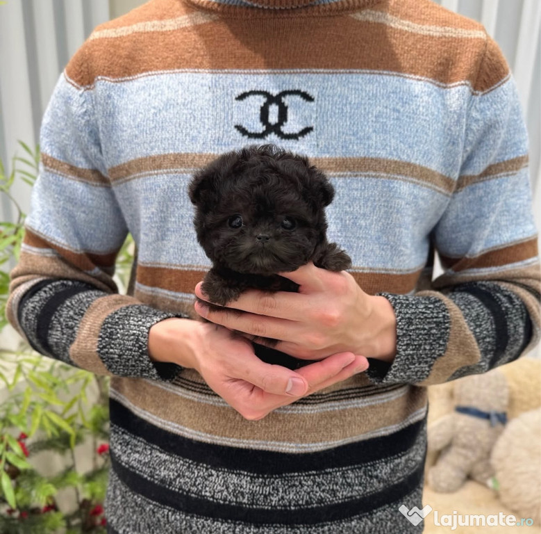 Exemplare unice de Maltipoo , Negru-Chocholatiu , mini toy