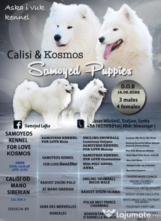 Pui de Samoyed de vanzare