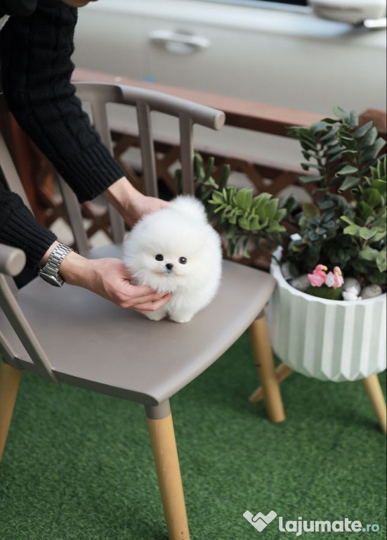 Pomeranian mini teacup alb