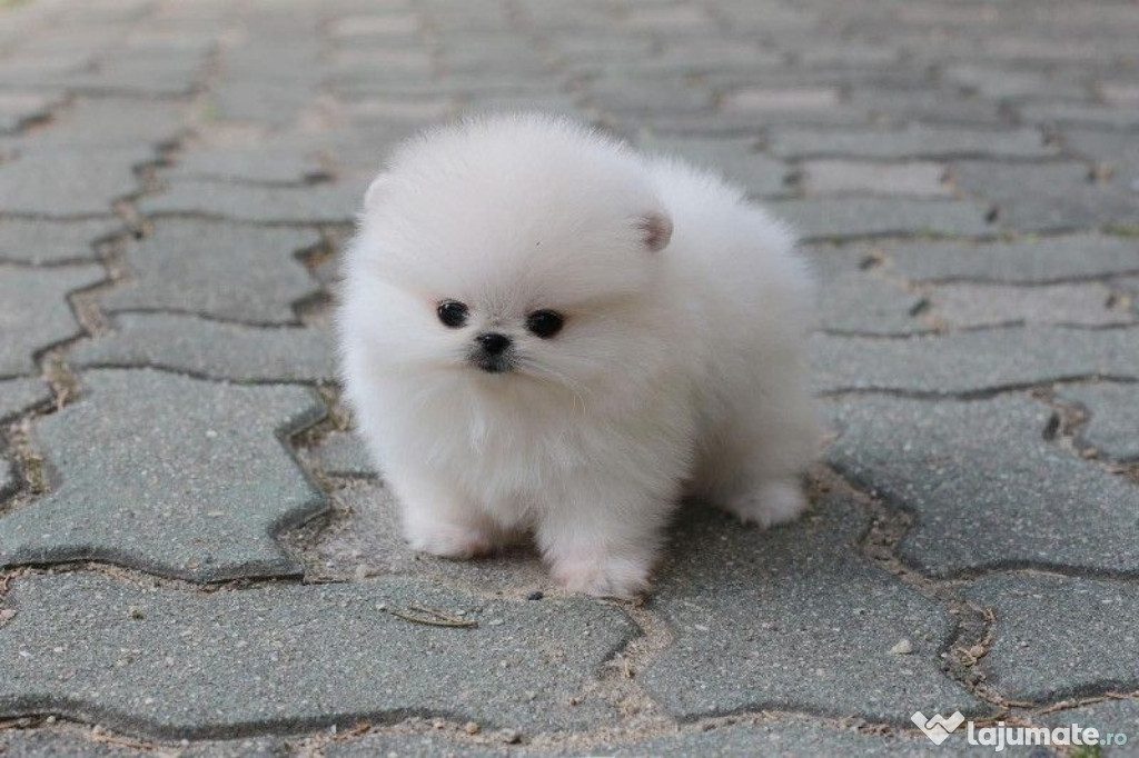 Pomeranian boo tip ursuleț