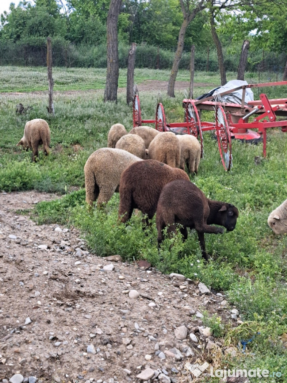 Miei de vânzare 20-35