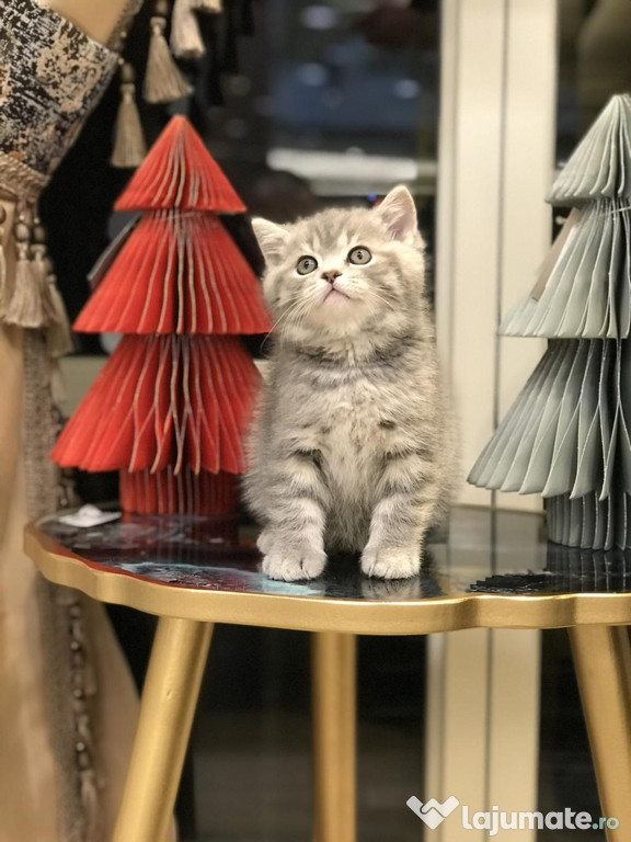 British shorthair