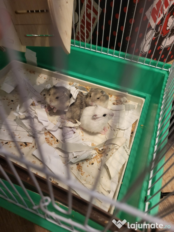 Donez hamster pui
