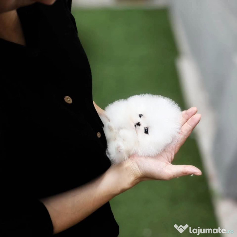 Pomeranian mini jucărie cu viata