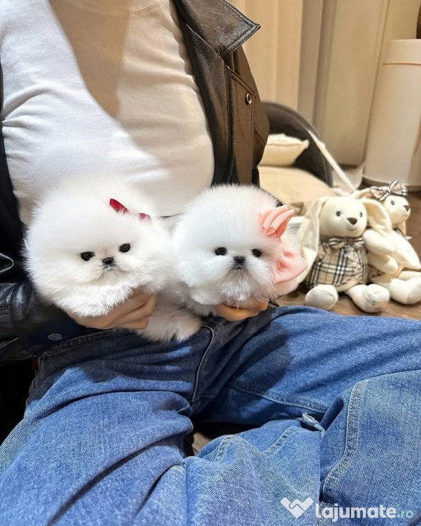 Pomeranian teacup boo