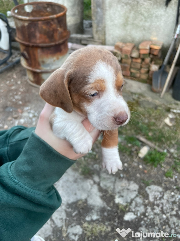 Mascul teckel din parinti cu pedigree