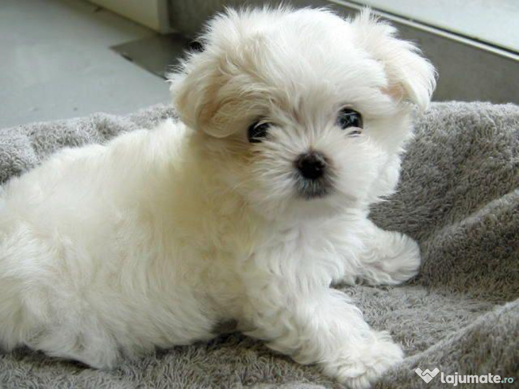 Bichon Maltez Mini Toy