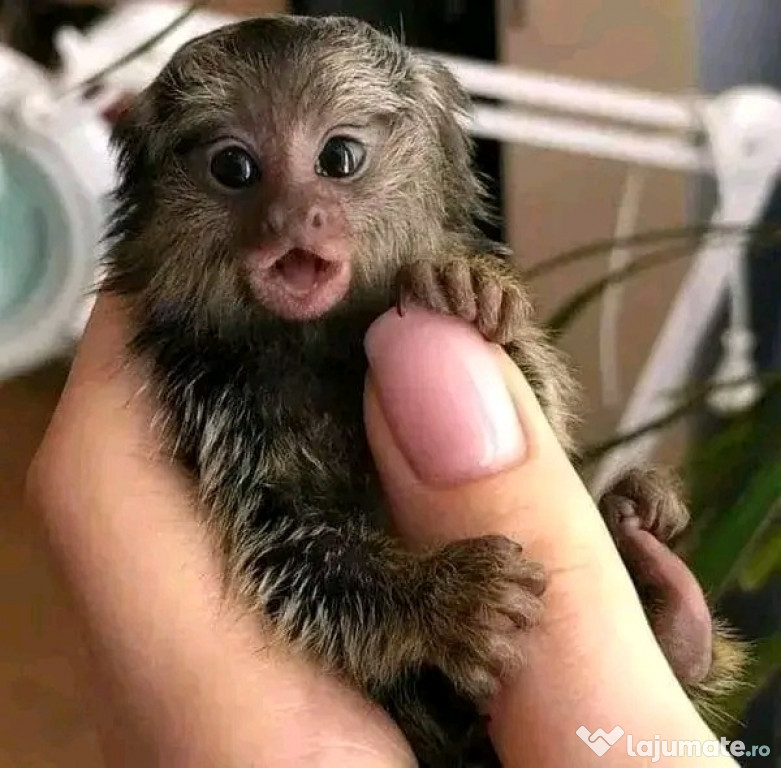 Maimuțe marmoset și capucin drăguțe pentru relocare.