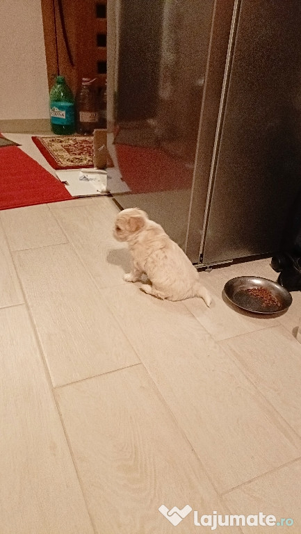 Bichon toy,talie mica