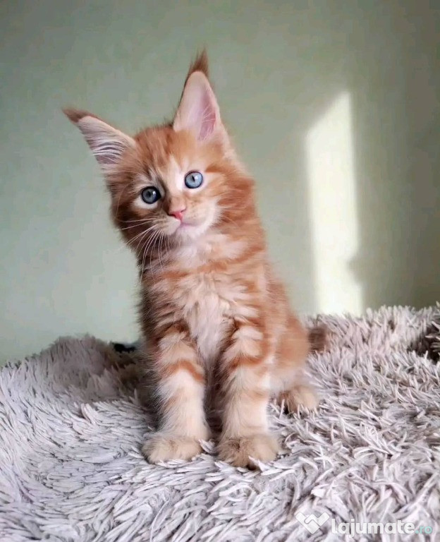 Pisoi Maine Coon de vânzare, WhatsApp la numărul 0735598413