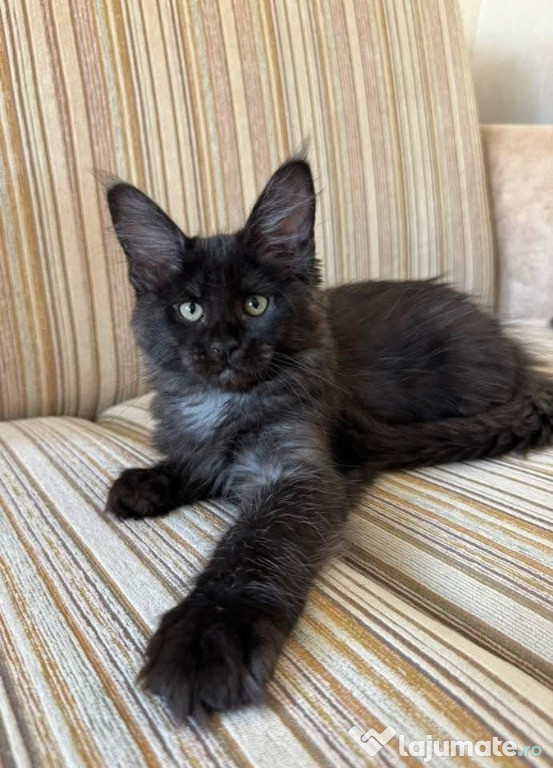 Pisicuțe Maine Coon superbe, număr WhatsApp: 0735598413