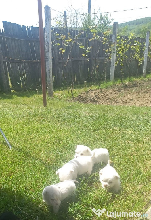 Bichon maltez fete și băieți