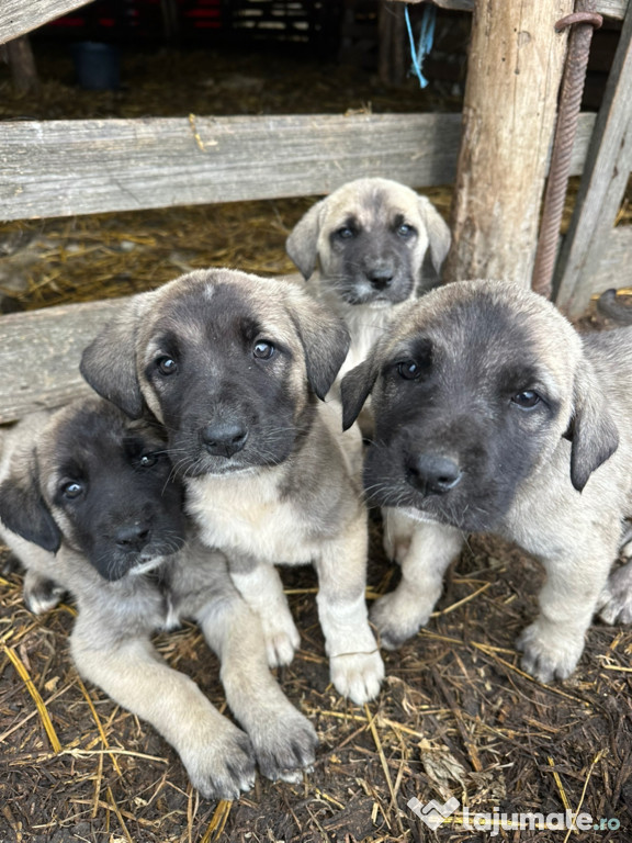Femele kangal catei kangali