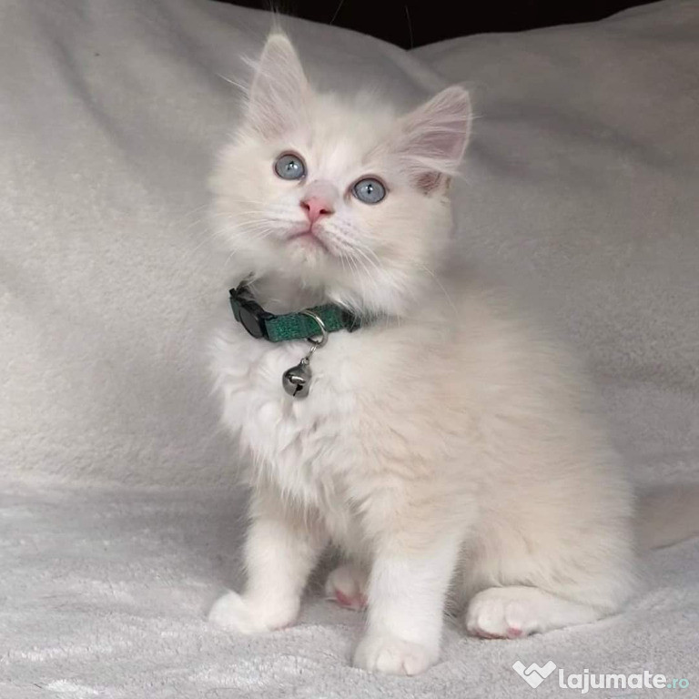 Pisicuțe RAGDOLL adorabile