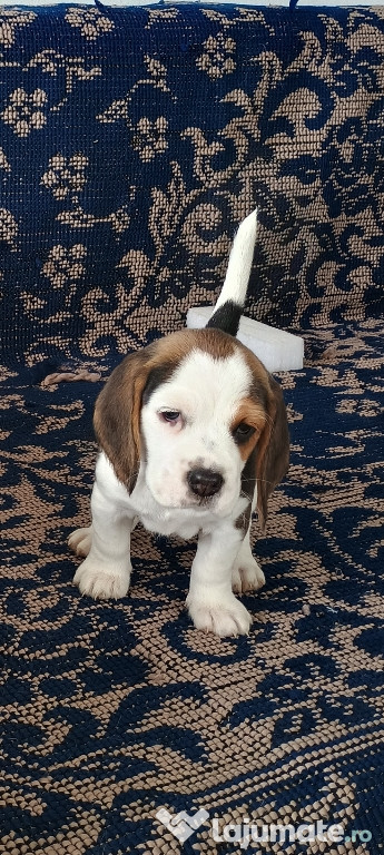Vând Beagle Tricolor
