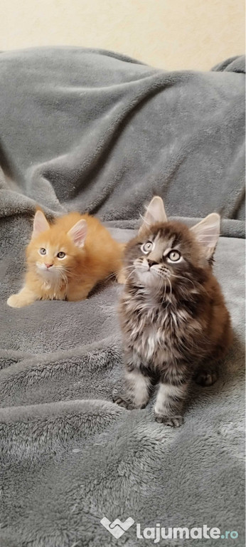 Maine coon băieței și fetițe