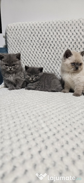British shorthair