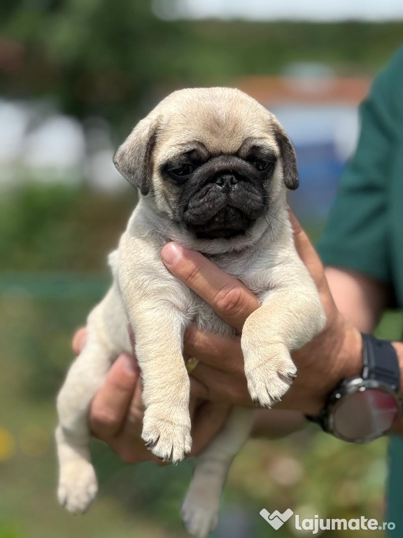 Cățeluși super drăguți pug mops