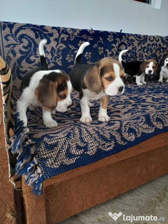 Vând Beagle tricolor
