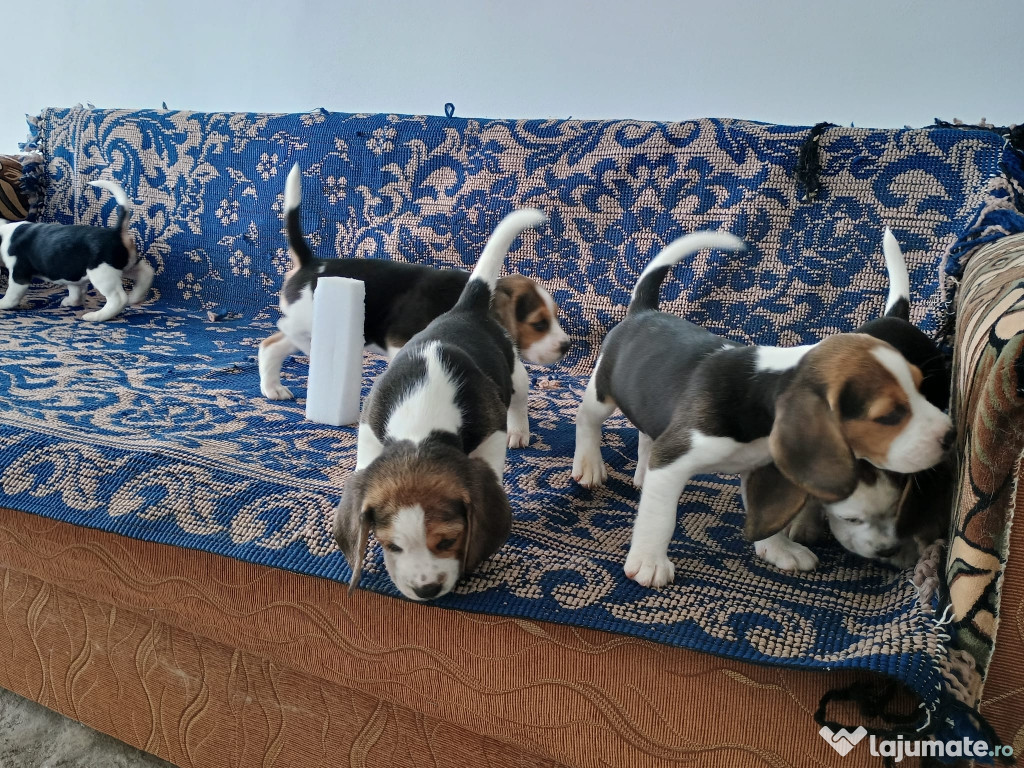 Vând beagle tricolor