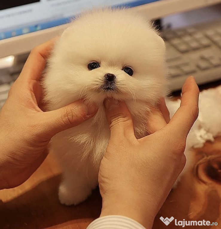 Pomeranian talie mica