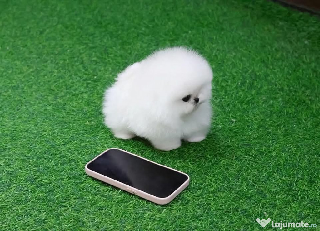 Pomeranian teacup boo mini