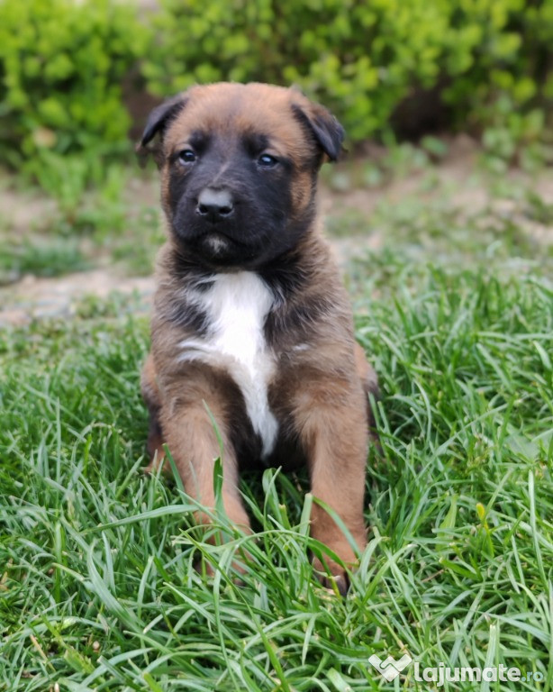 Ciobănesc Belgian Malinois