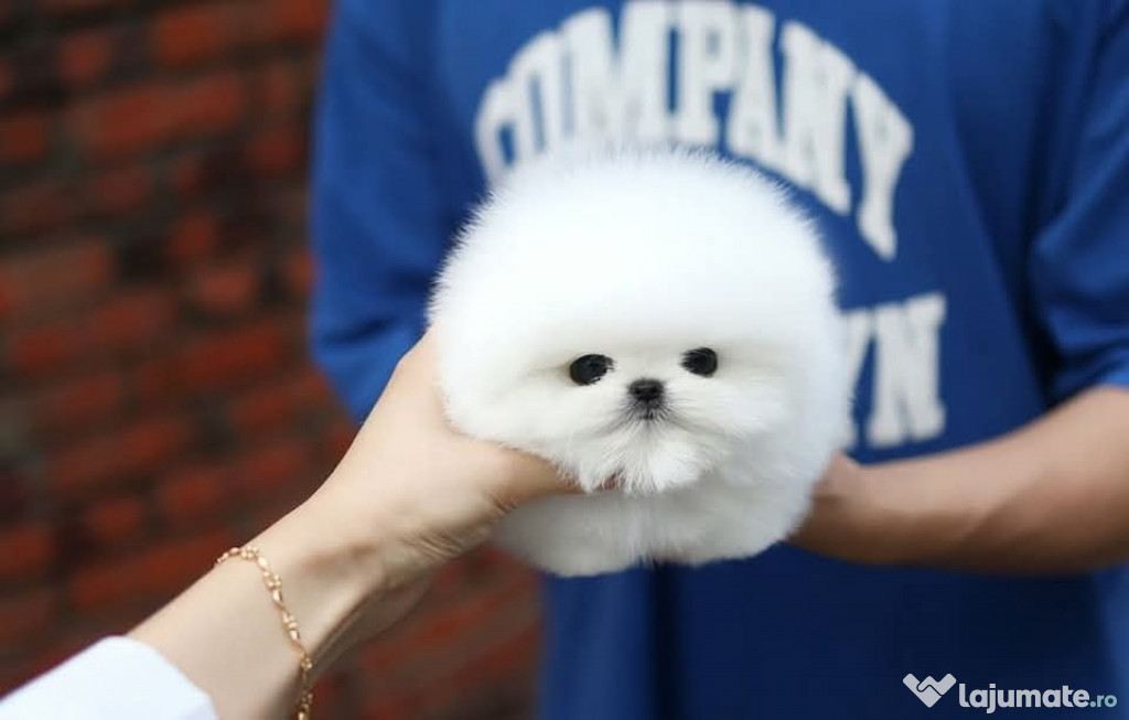 Pomeranian teacup jucărie cu viata