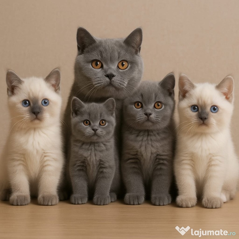 De vânzare – Pui British Shorthair