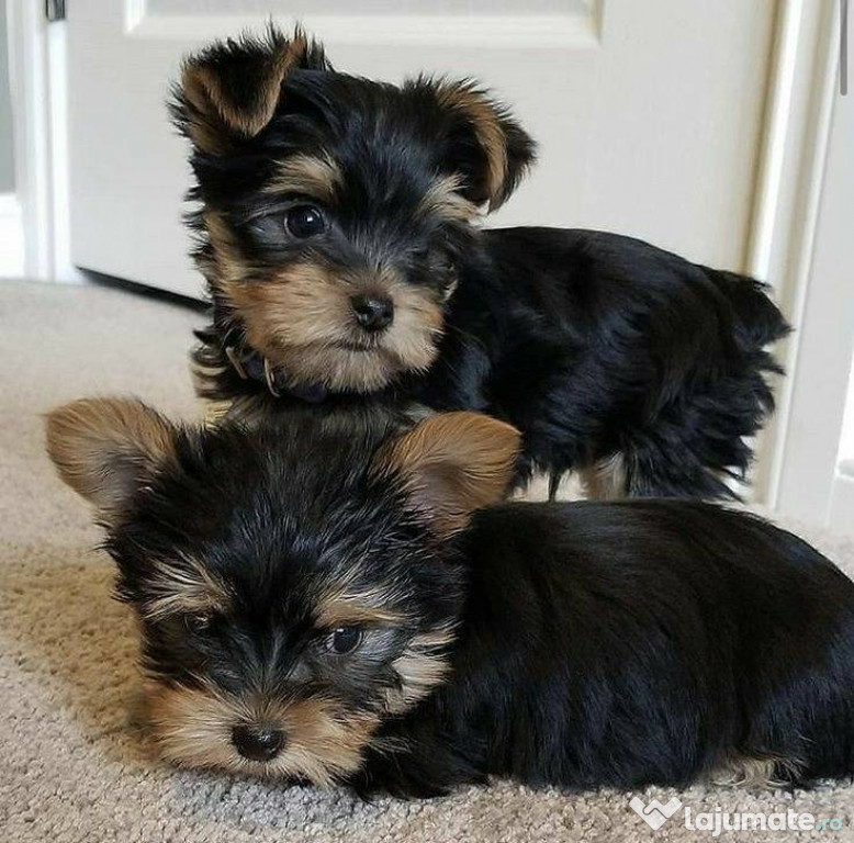 Yorkie puppies for adoption