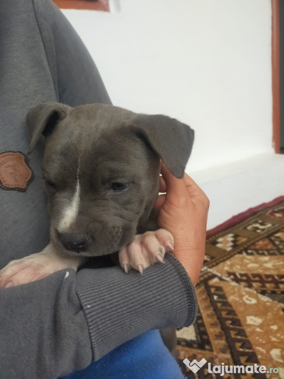 DisponibiliCățeii Amstaff