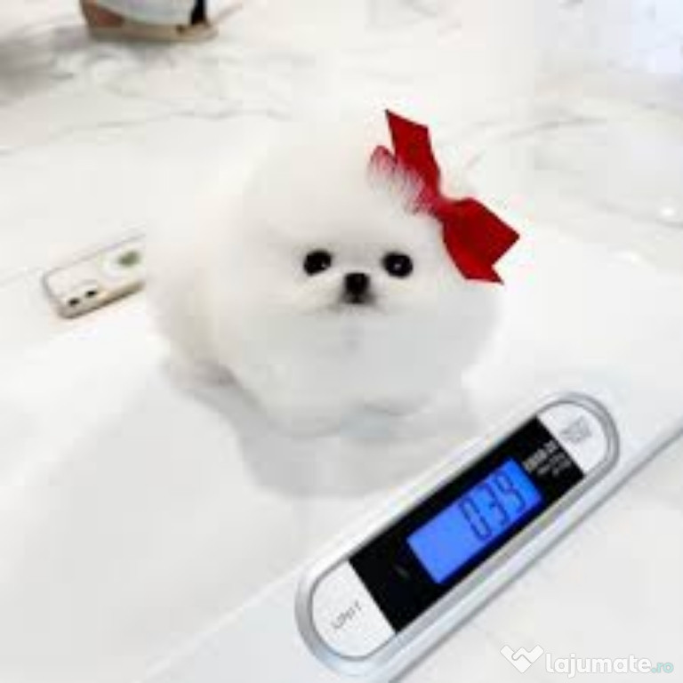 Pomeranian mini asigur transport oriunde