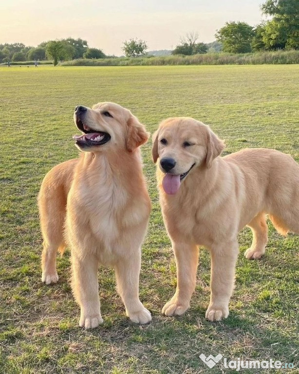 MAGNIFIQUES CHIOTS MÂLES ET FEMELLES