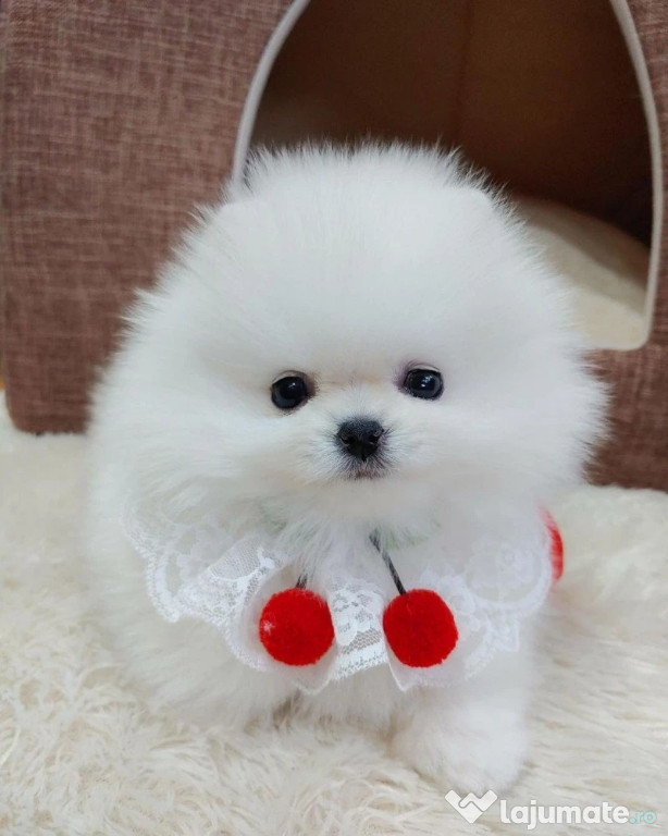 Pomeranian mini boo