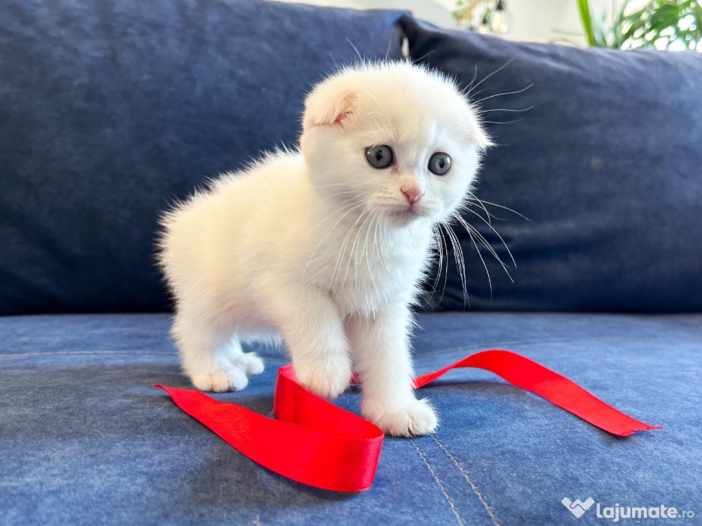 Pisoiaș alb ca zăpada, rasa Scottish Fold, (Pedigree)