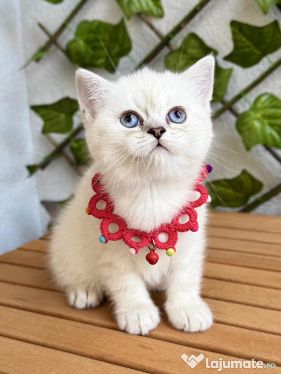 British shorthair puiuți superbi