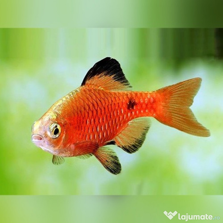 Pești exotici de acvariu – Familia Cyprinidae