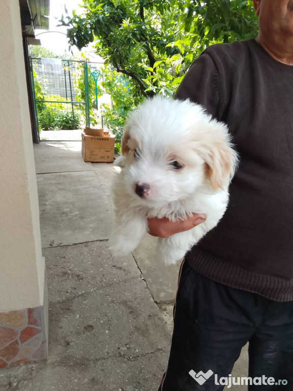 Bichon maltez în vârstă de două luni