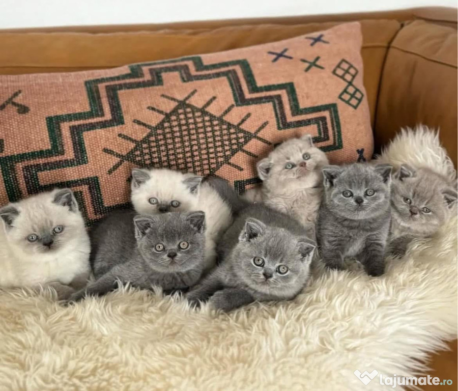 British shorthair