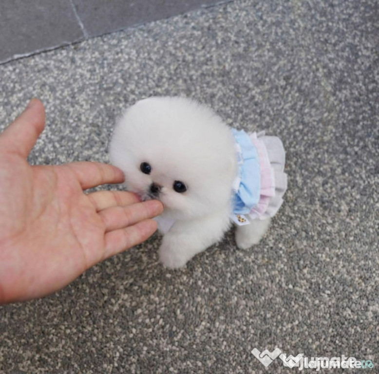 Pomeranian mini talie mica