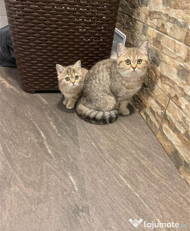British shorthair puișori